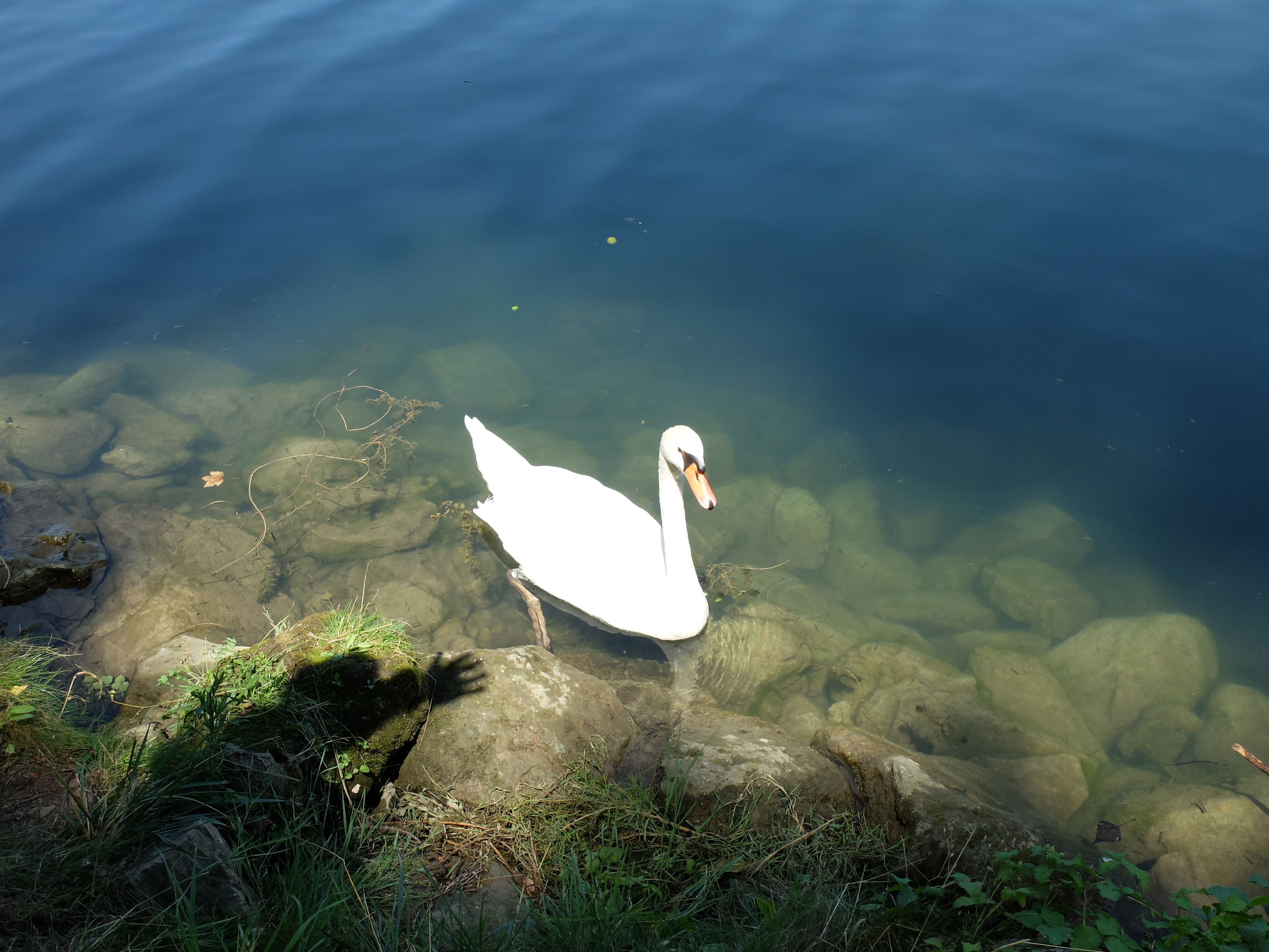 cygne